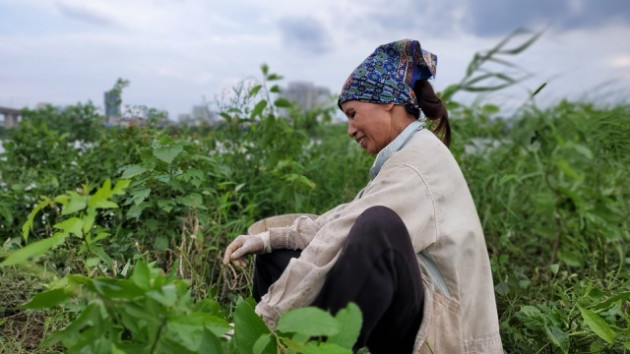 Dậy từ 2 giờ hái rau bí, kiếm tiền triệu nơi bãi giữa sông Hồng