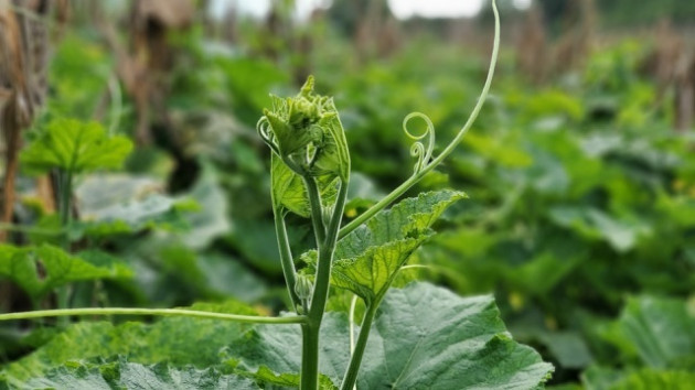 Dậy từ 2 giờ hái rau bí, kiếm tiền triệu nơi bãi giữa sông Hồng