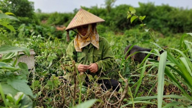 Dậy từ 2 giờ hái rau bí, kiếm tiền triệu nơi bãi giữa sông Hồng