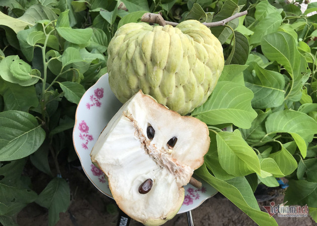 Diem danh nhung dac san mang ten “hoang toc” hai ra tien-Hinh-3