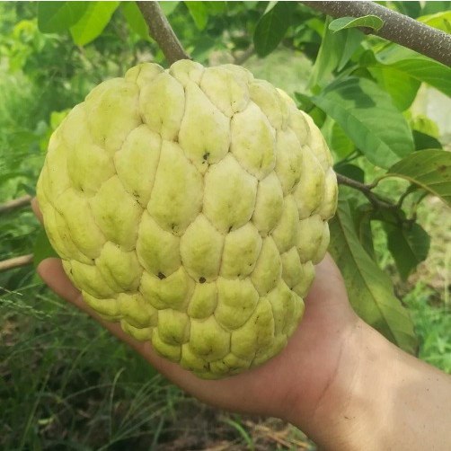 Diem danh nhung dac san mang ten “hoang toc” hai ra tien-Hinh-4