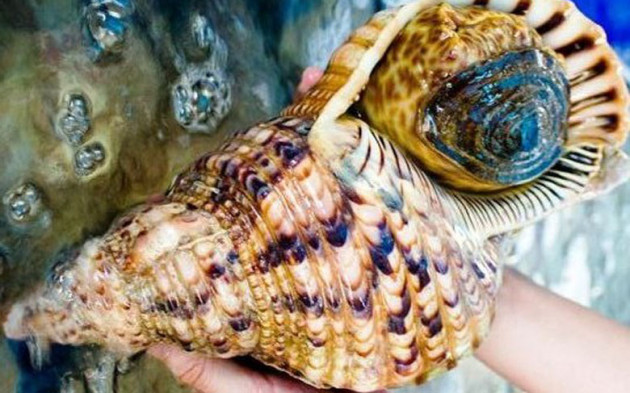 Diem danh nhung dac san mang ten “hoang toc” hai ra tien-Hinh-7