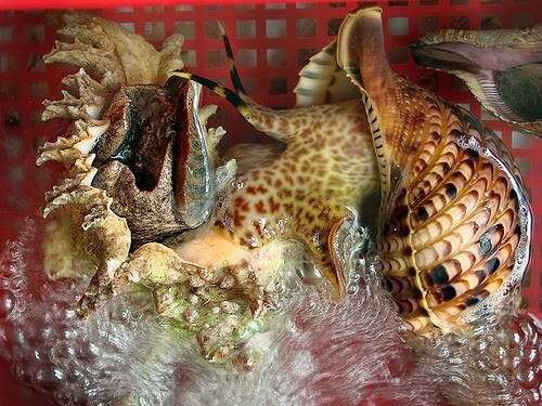 Diem danh nhung dac san mang ten “hoang toc” hai ra tien-Hinh-8