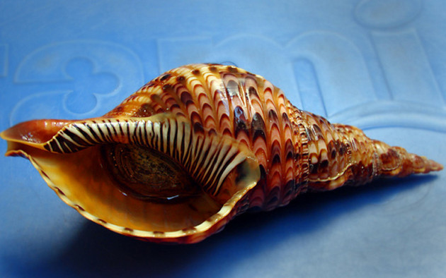 Diem danh nhung dac san mang ten “hoang toc” hai ra tien-Hinh-9