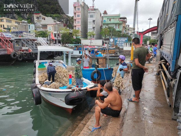 Đổ ngao hai cùi xuống biển vì không ai mua: Những chia sẻ 'đắng lòng' của ngư dân Vân Đồn