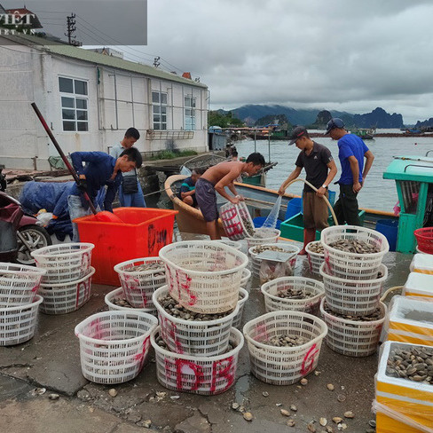 Đổ ngao hai cùi xuống biển vì không ai mua: Những chia sẻ 'đắng lòng' của ngư dân Vân Đồnicon