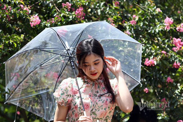Đổ về chụp ảnh trên con đường hoa tường vi đẹp suốt 4 mùa ở Hà Nội