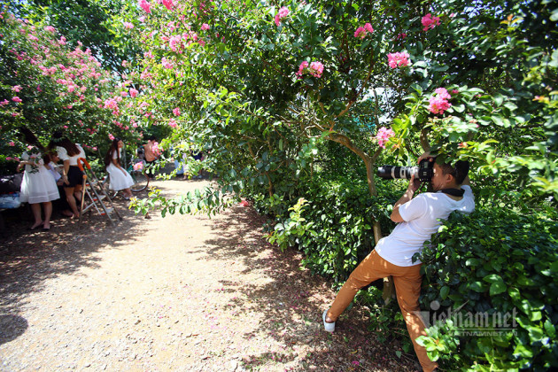 Đổ về chụp ảnh trên con đường hoa tường vi đẹp suốt 4 mùa ở Hà Nội