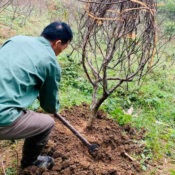 Độc chiêu 'xuyên không', lão nông xứ Lạng 'băng mây, vượt núi' thu tiềnicon