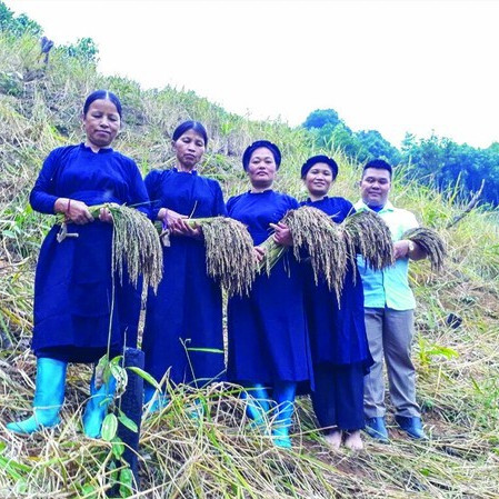 Độc đáo gạo 'quên chồng'