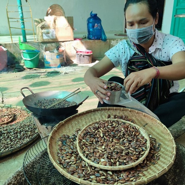 Độc đáo hạt kơ nia trên cao nguyênicon