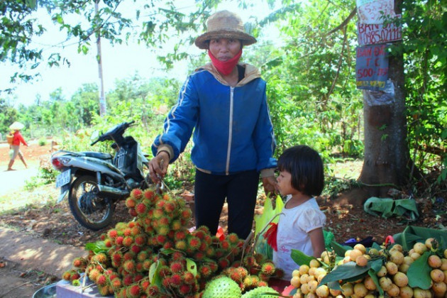 Độc lạ các loại trái cây rừng tràn xuống phố