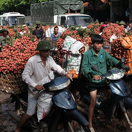 vải thiều,vải thiều lục ngạn,nông dân làm giàu