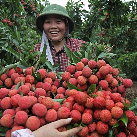 vải thiều,vải thiều lục ngạn,nông dân làm giàu