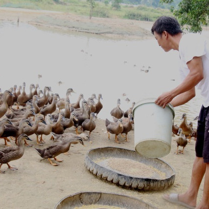 Đôi vợ chồng trẻ bỏ Hà Nội về quê nuôi đàn vịt trời