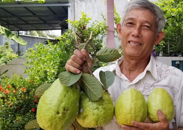 Đồng Tháp: Loại ổi lạ cho trái siêu to, mỗi trái nặng hơn 1kg