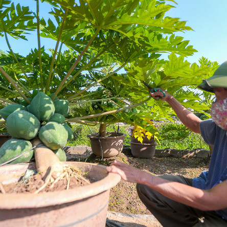 Đu đủ bonsai tiền triệu hút khách trên thị trường Tết 2022