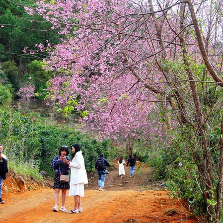 Du khách bị ‘chặt chém’ trên đường vào ngắm rừng mai anh đào ở Đà Lạt