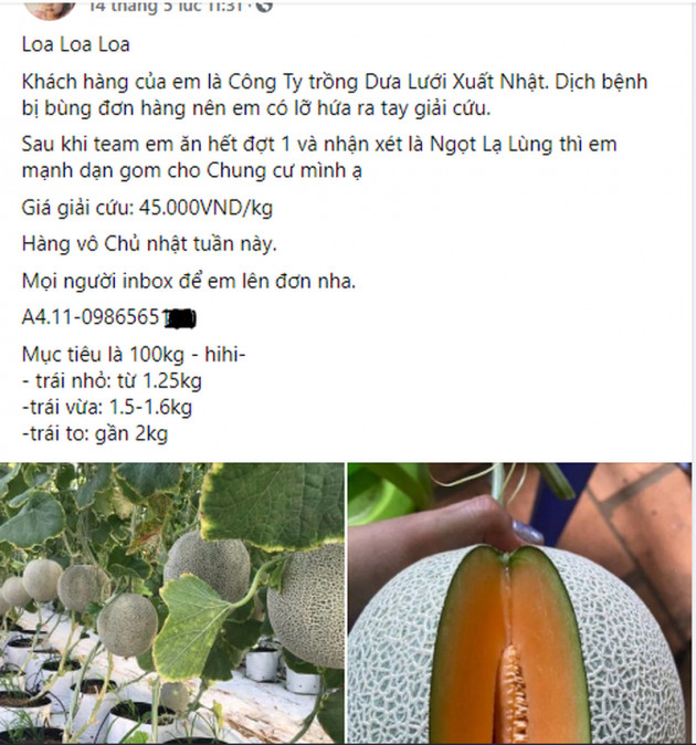 Dưa lưới đại hạ giá, chỉ từ 20.000 đồng/kg