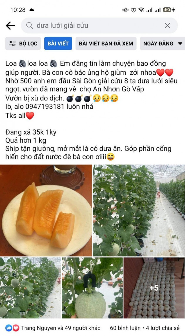 Dưa lưới đại hạ giá, chỉ từ 20.000 đồng/kg