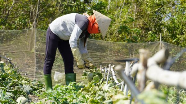 Dưa lưới giảm giá mạnh, nông dân như ngồi trên lửa