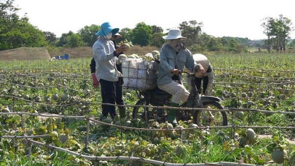 Dưa lưới giảm giá mạnh, nông dân như ngồi trên lửa