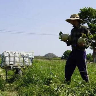 Dưa lưới giảm giá mạnh, nông dân như ngồi trên lửa