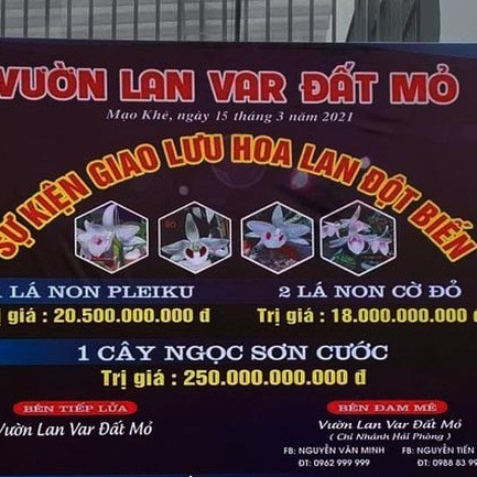 Đua nhau dốc ví mua lan đột biến tiền tỷ: 'Không tỉnh táo, lao vào là chết'