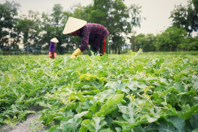 Dưa non tăng giá gấp 3, nông dân 'vét' sạch ruộng cũng không đủ bán