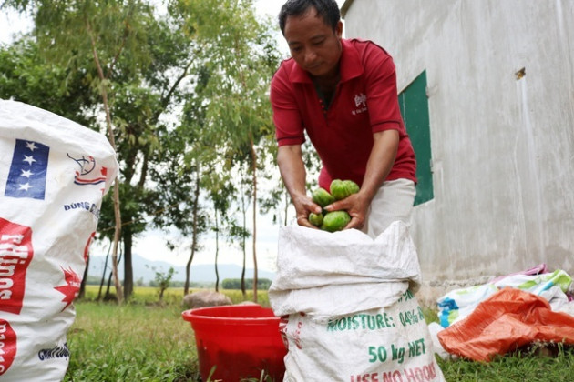 Dưa non tăng giá gấp 3, nông dân 'vét' sạch ruộng cũng không đủ bán