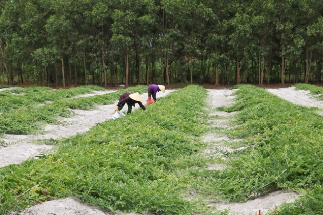 Dưa non tăng giá gấp 3, nông dân 'vét' sạch ruộng cũng không đủ bán