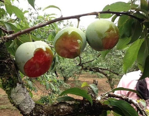 Gái xinh đi du lịch, vào vườn hái mận ném nhau gây bức xúc