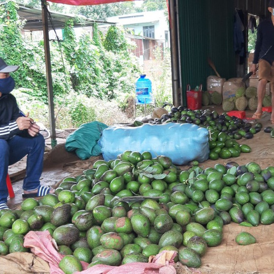 Giá bơ lao dốc, Đắk Lắk tồn hàng chục nghìn tấn