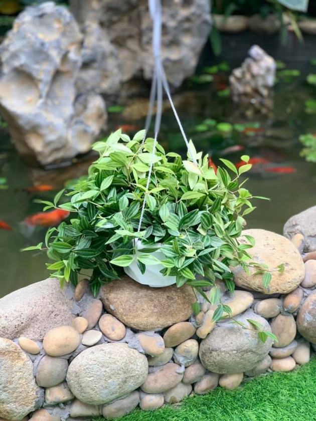 Gia đình tận hưởng khí tươi quanh năm nhờ xây hồ cá Koi, làm giếng trời trong nhà