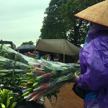 Giá hoa ly 'rẻ như cho', nông dân Tây Tựu khóc ròng trên 'đống nợ'