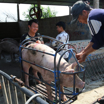 Giá lợn hơi lao dốc mạnh, người chăn nuôi vừa tái đàn đã thua lỗ nặngicon