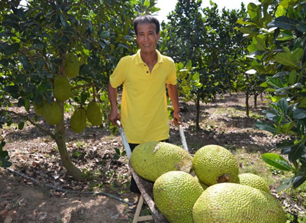 nông sản tăng giá,mít thái,thương lái trung quốc