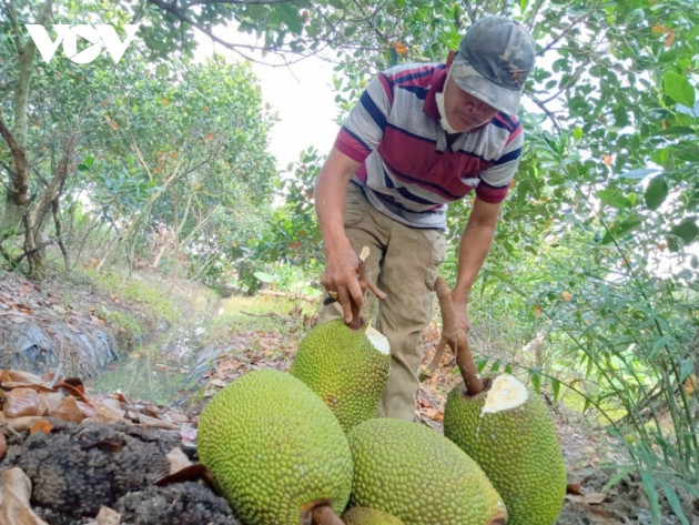 Giá mít Thái ở ĐBSCL đã xuống 4.000/kg nhưng rất khó tiêu thụ - Ảnh 10.