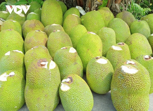 Giá mít Thái ở ĐBSCL đã xuống 4.000/kg nhưng rất khó tiêu thụ - Ảnh 8.