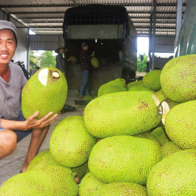 Giá mít Thái tăng 'vù vù' giữa thời dịch Covid, xuất khẩu sang Trung Quốc tăngicon