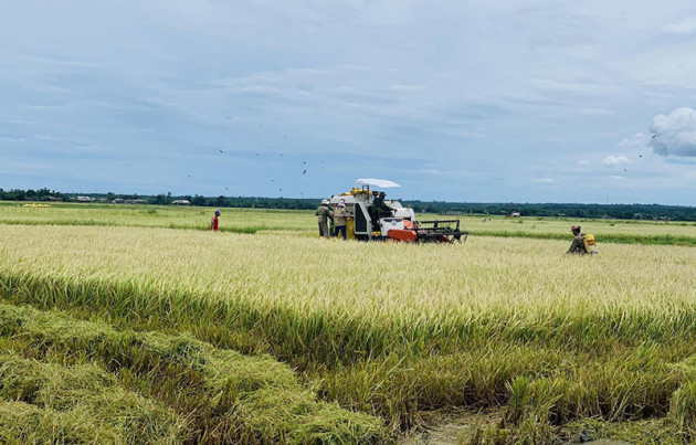 Giá trên đỉnh cao, thế mạnh Việt tiến vào EU