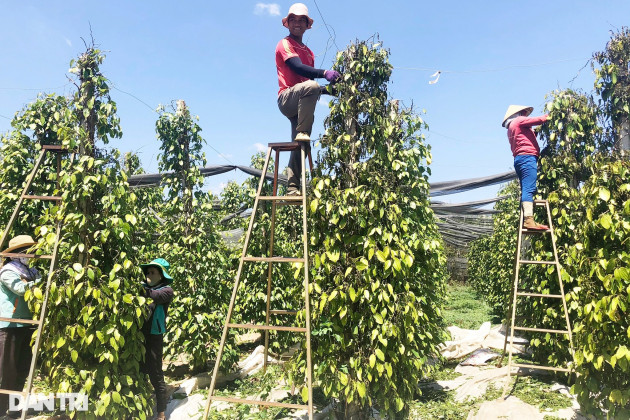 Giá vàng đen của Tây Nguyên tăng cao ngất, nông dân... tiếc đứt ruột - 2