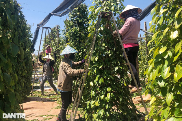 Giá vàng đen của Tây Nguyên tăng cao ngất, nông dân... tiếc đứt ruột - 3