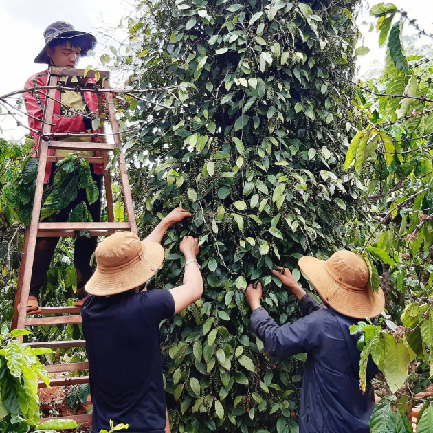 Giá 'vàng đen' của Tây Nguyên tăng cao ngất, nông dân... tiếc đứt ruộticon