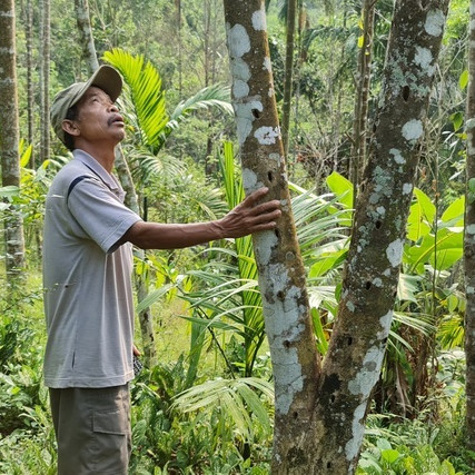 Giấc mơ 'nuôi' trầm hương bạc tỷ nơi đại ngànicon