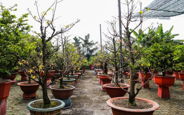 Gian nan nghề cho thuê mai chơi Tết trong dịch Covid-19