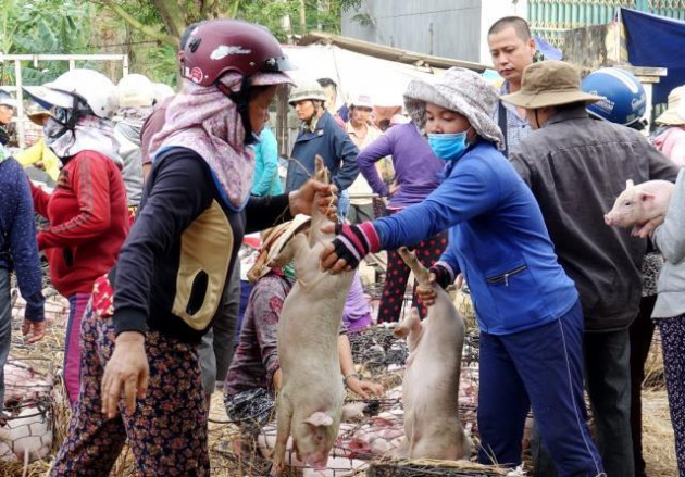 Giữa mùa khan hiếm, đắt đỏ tìm về chợ heo giống độc nhất Việt Nam