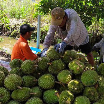 Giữa mùa khó, sầu riêng trúng giáicon