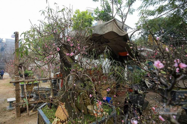 Gốc đào cổ người lớn ôm không xuể, rao giá trăm triệu ở Hà Nội