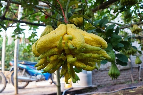 Gợi ý những loại trái cây không thể thiếu trên bàn thờ, phòng khách ngày Tết